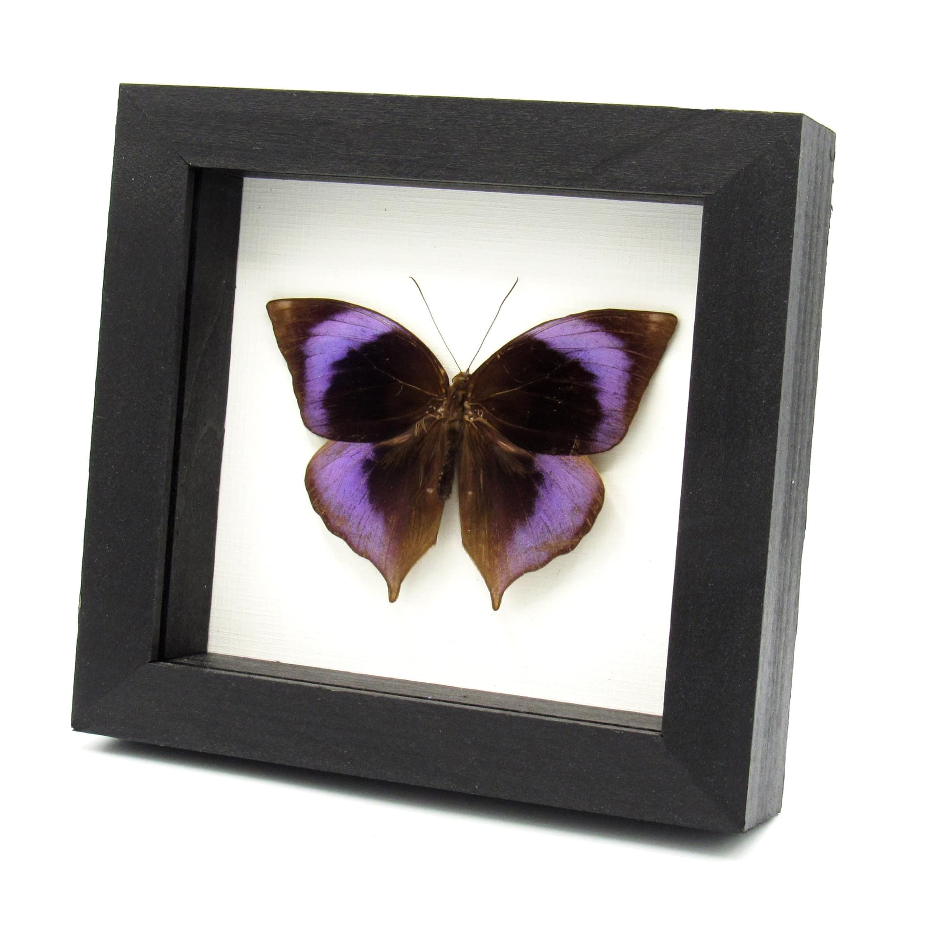 Real purple Scarce Saturn butterfly framed taxidermy - Zeuxidia doubledayi