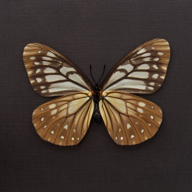 Real Freak butterfly framed taxidermy - Calinaga buddha