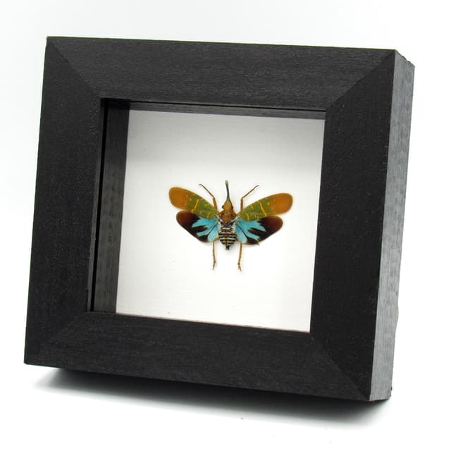 Real Neon Blue Lantern Bug framed taxidermy - Saiva transversolineata