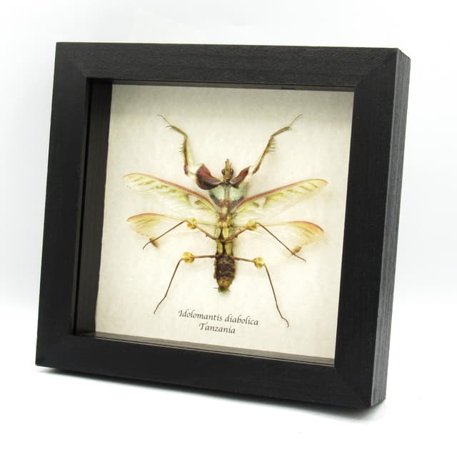Real Giant Devils praying mantis framed taxidermy - Idolomantis diabolica winged adult - male