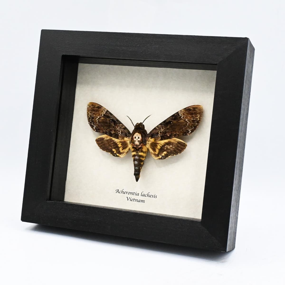Real Deaths Head moth framed taxidermy - Acherontia lachesis
