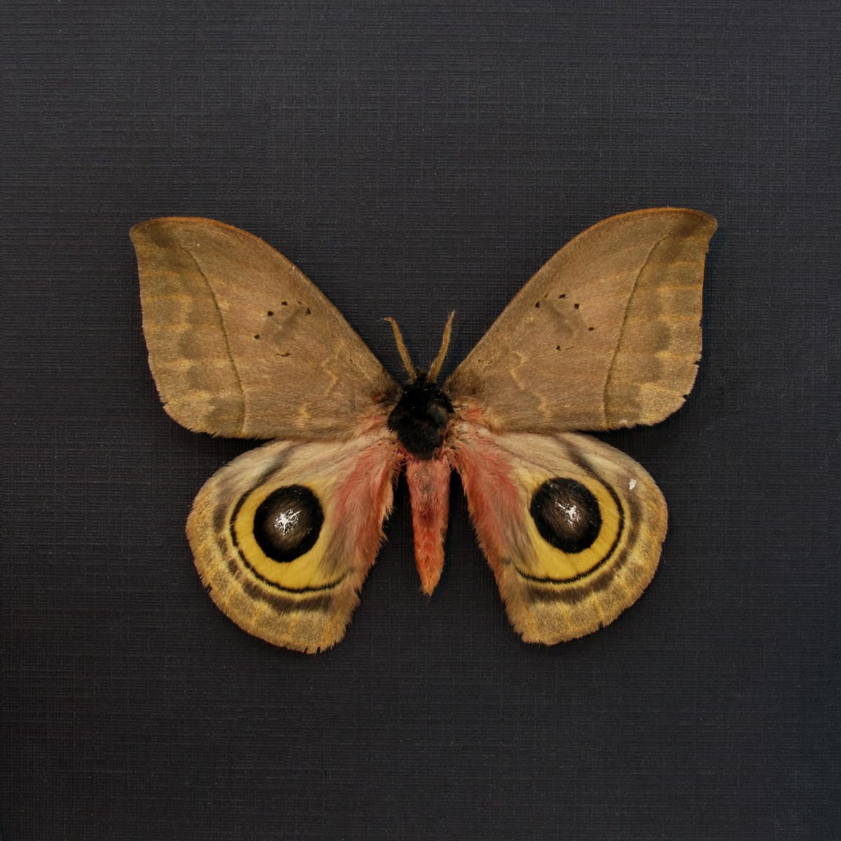 Real Saturn moth framed taxidermy - Automeris belti