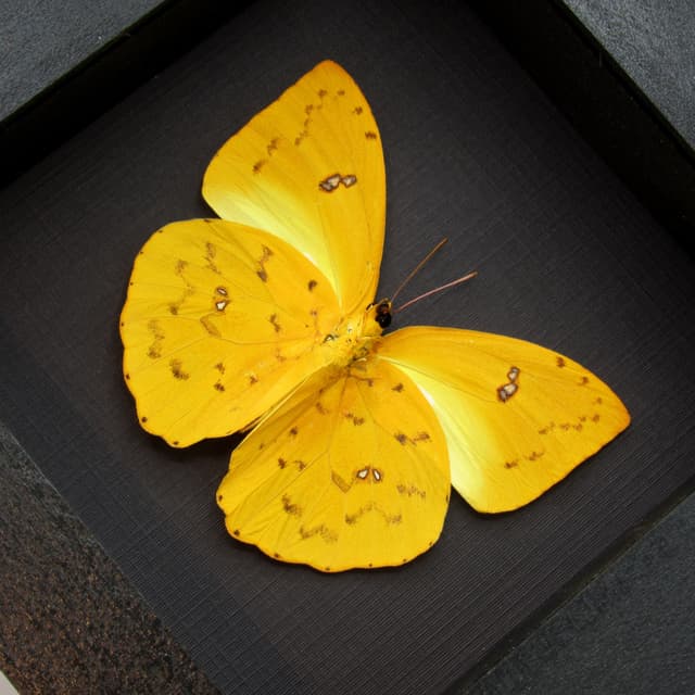 Real yellow butterfly framed taxidermy - Phoebis philea