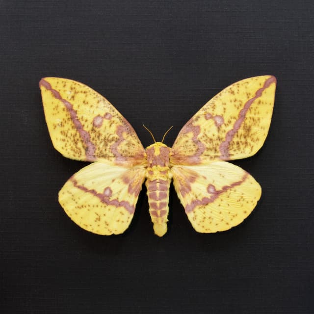 Real Imperial moth framed taxidermy - Eacles imperialis - female