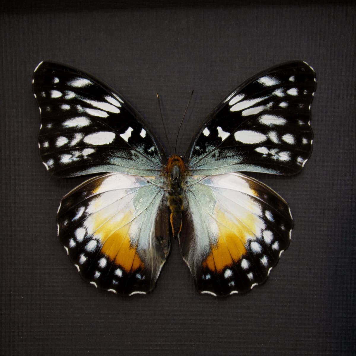 Real framed African Glider butterfly taxidermy - Cymothoe beckeri - female