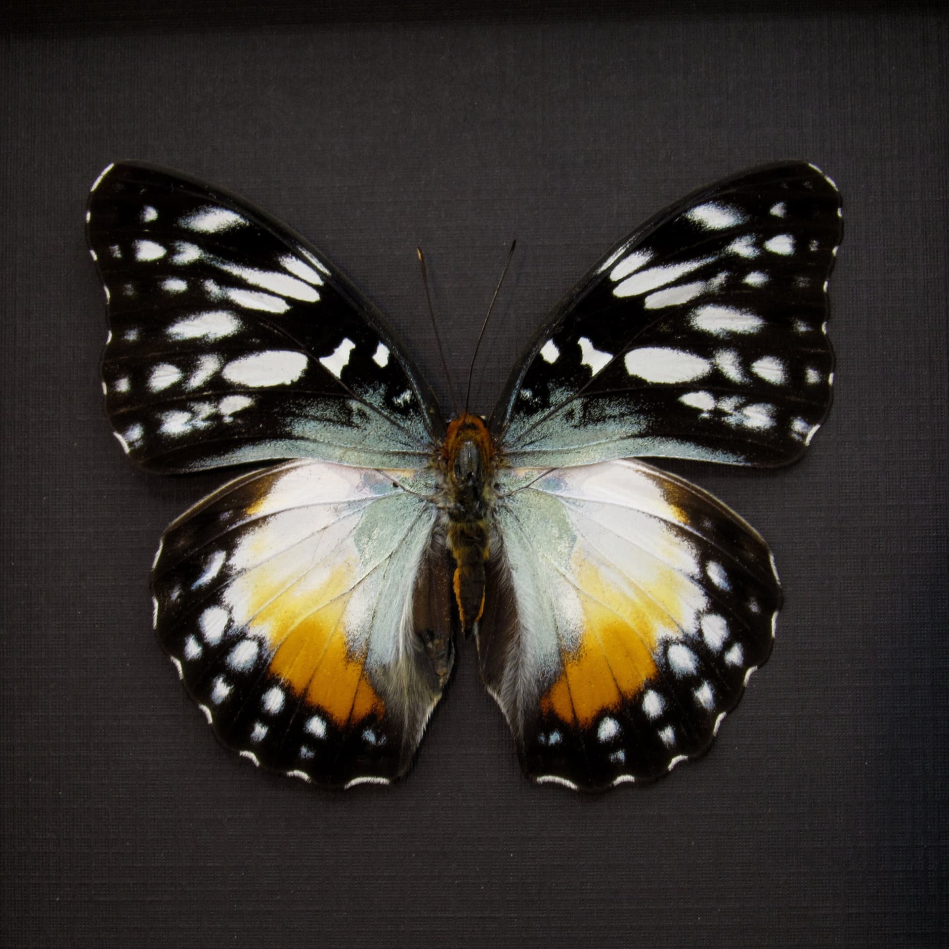 Real framed African Glider butterfly taxidermy - Cymothoe beckeri - female