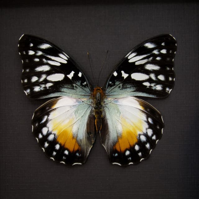 Real framed African Glider butterfly taxidermy - Cymothoe beckeri - female