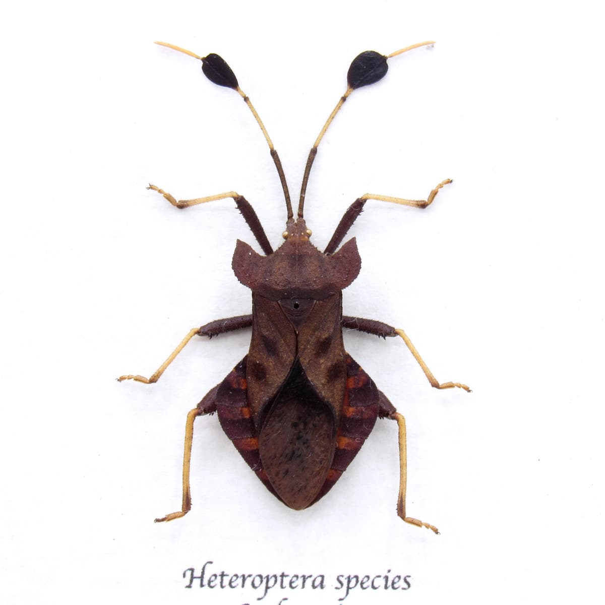 Real red bug framed taxidermy - Heteroptera species