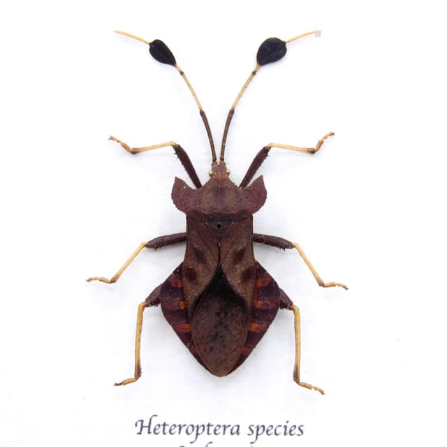 Real red bug framed taxidermy - Heteroptera species