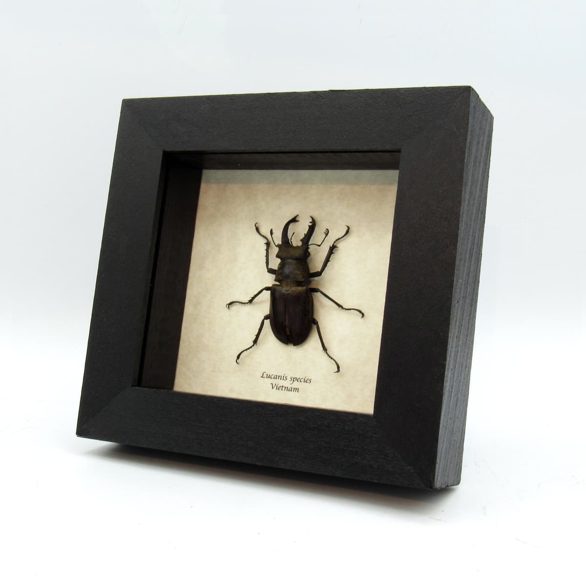 Real Stag beetle framed taxidermy - Lucanis species