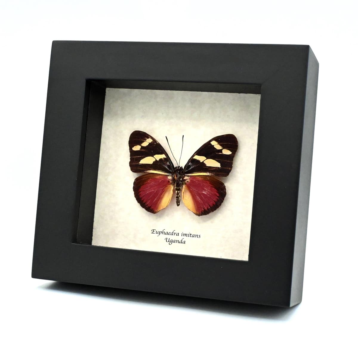 Rare Equatorial Mimic Forester butterfly framed taxidermy - Euphaedra imitans