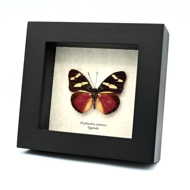 Rare Equatorial Mimic Forester butterfly framed taxidermy - Euphaedra imitans