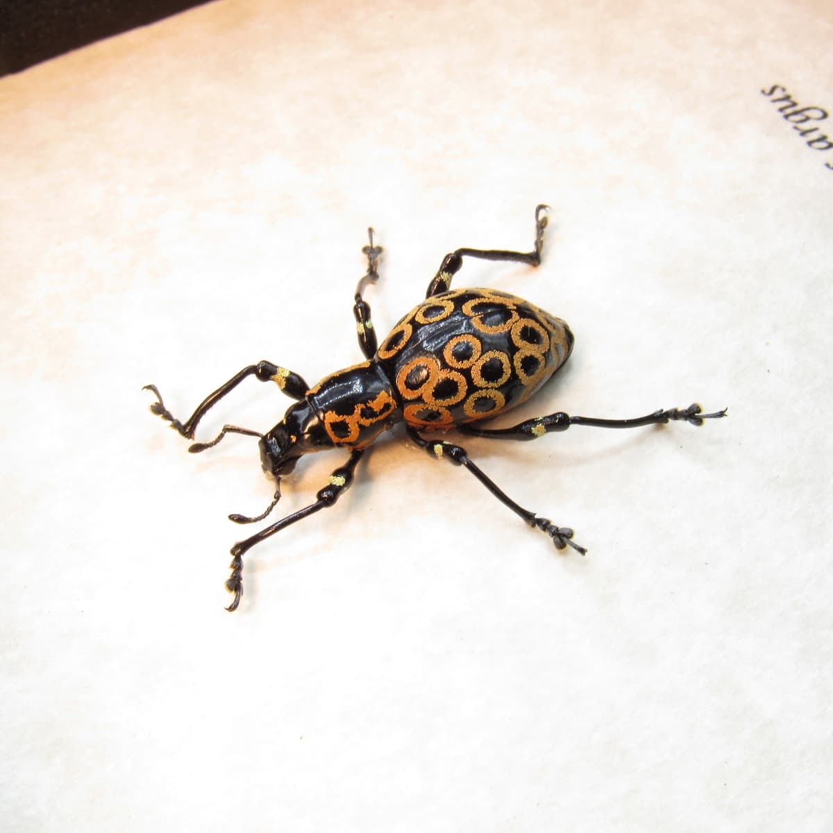 WEEVIL MANIA - Real beetle framed taxidermy - Pachyrhynchus argus