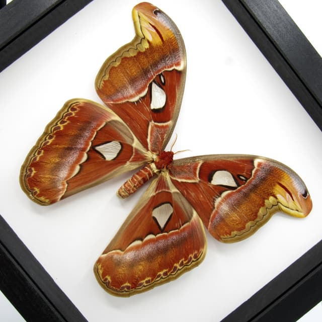 XL framed Atlas moth taxidermy - Attacus atlas - 8.85" female