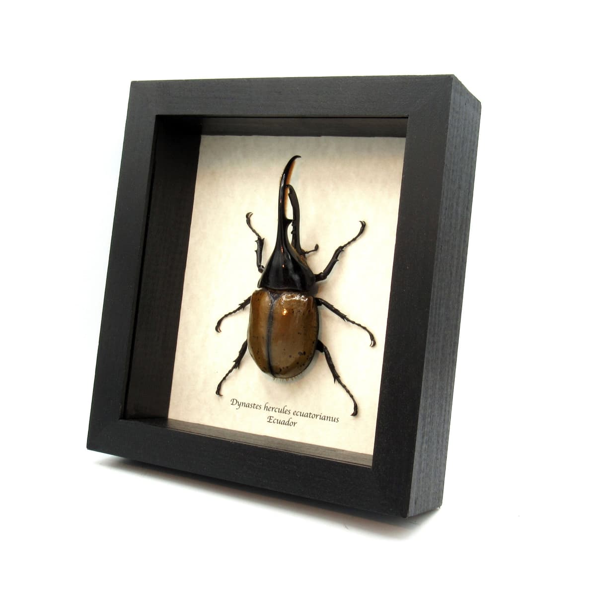 Real XL Hercules Rhinoceros beetle framed taxidermy - Dynastes hercules ecuatorianus