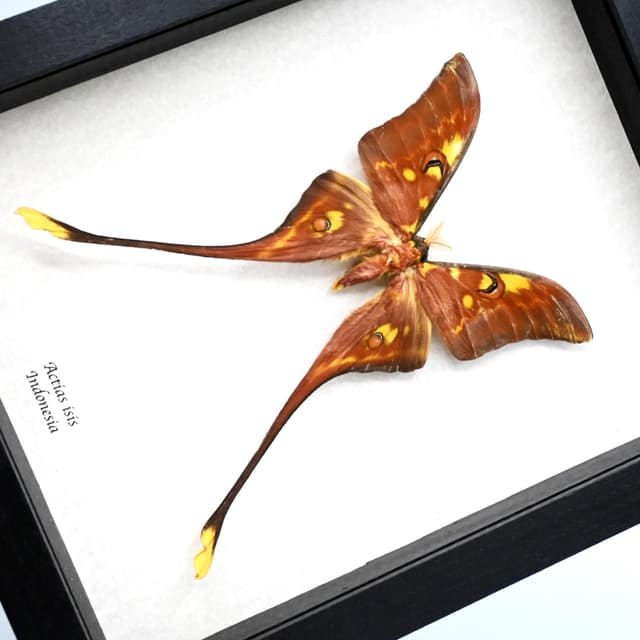 Rare Sulawesi Moon Moth framed taxidermy - Actias isis