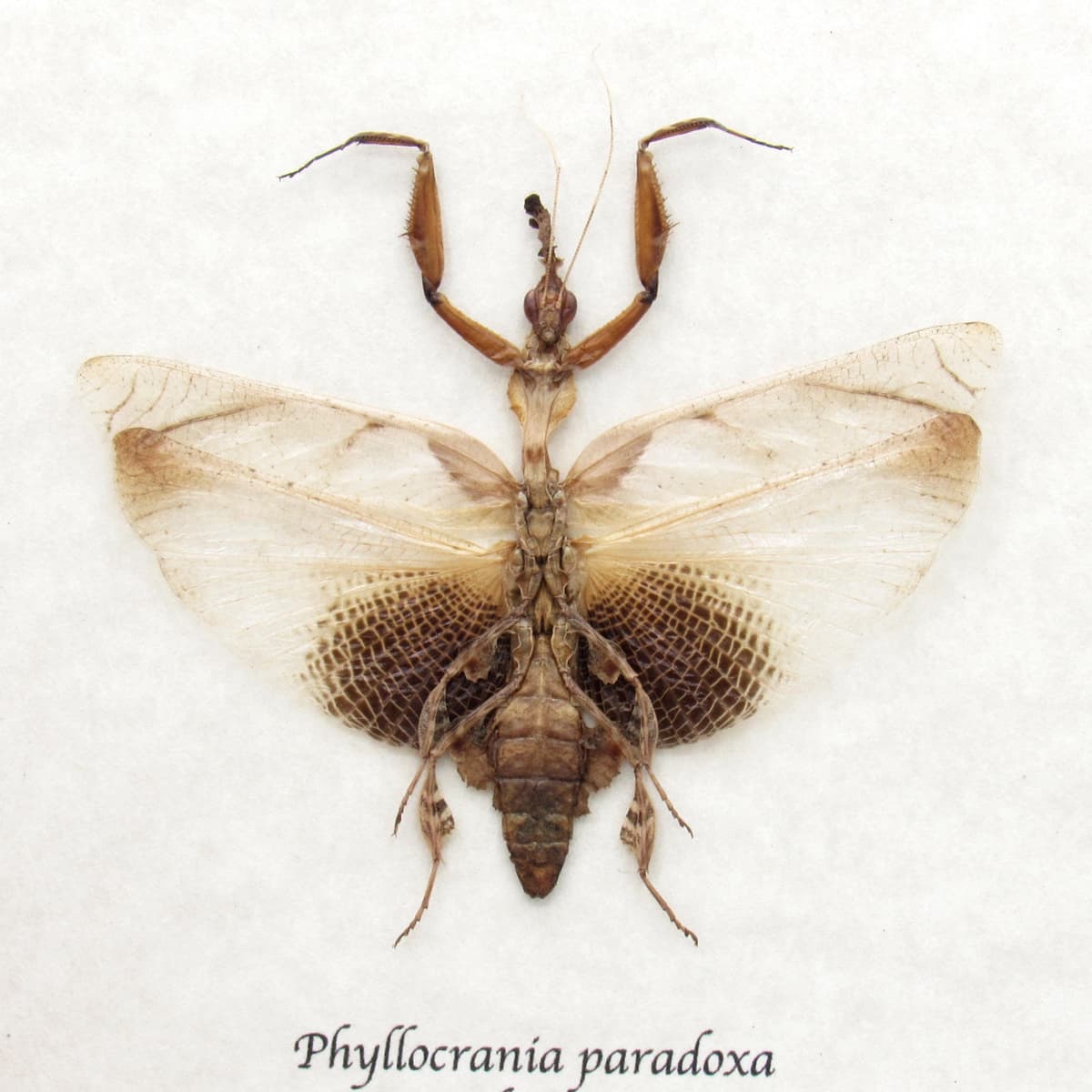 Rare Ghost Mantis framed taxidermy - Phyllocrania paradoxa