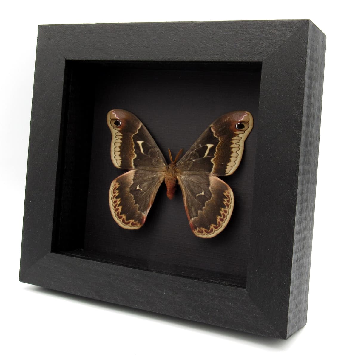 Real Tuliptree Silkmoth framed taxidermy - Callosamia angulifera