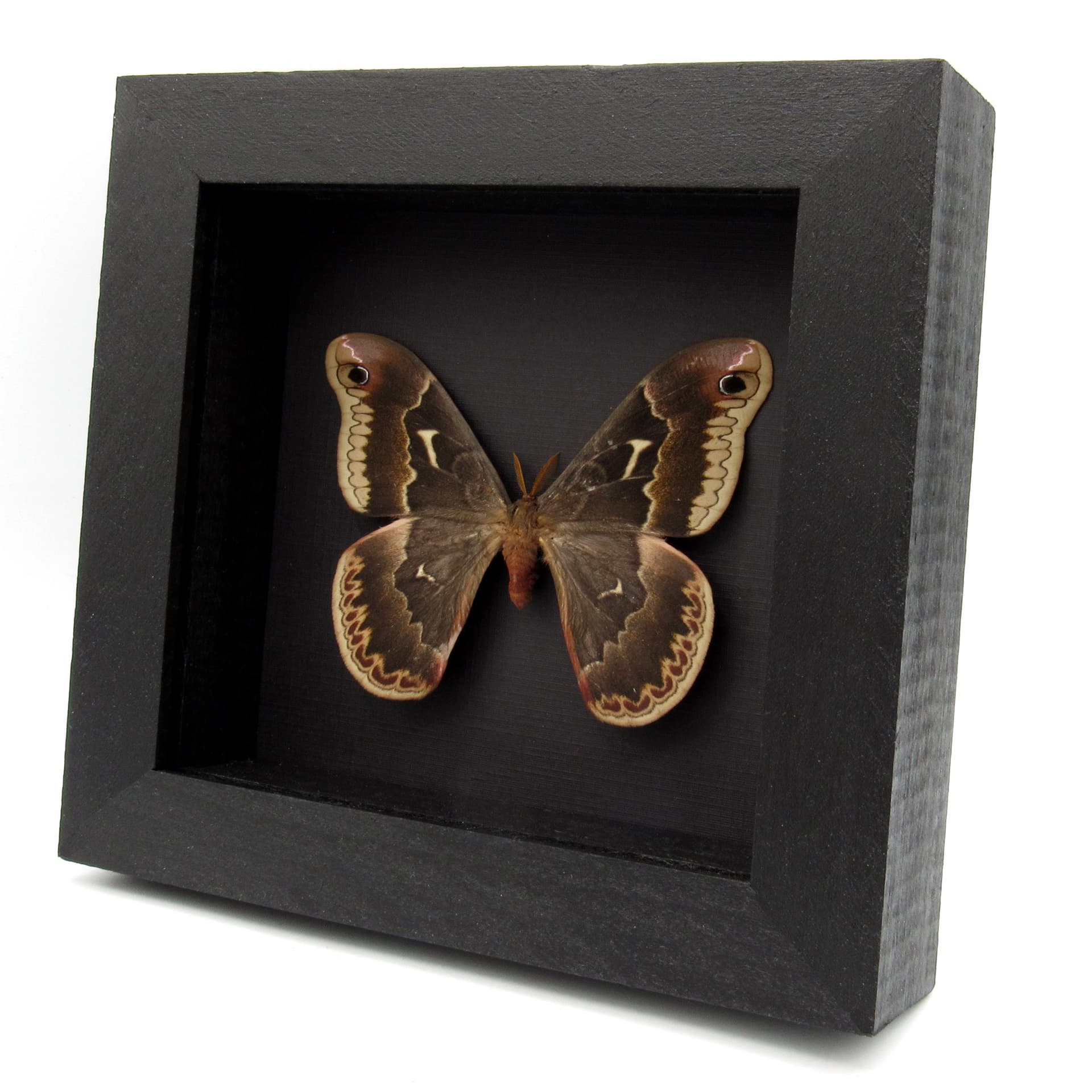 Real Tuliptree Silkmoth framed taxidermy - Callosamia angulifera