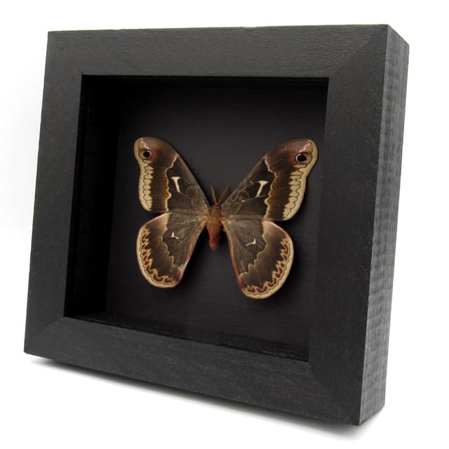 Real Tuliptree Silkmoth framed taxidermy - Callosamia angulifera