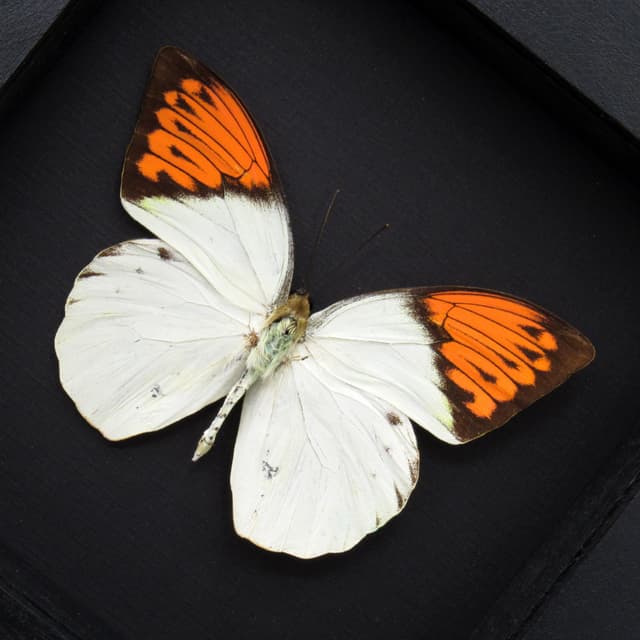 Real Orange Tip butterfly framed taxidermy - Hebomoia glaucippe