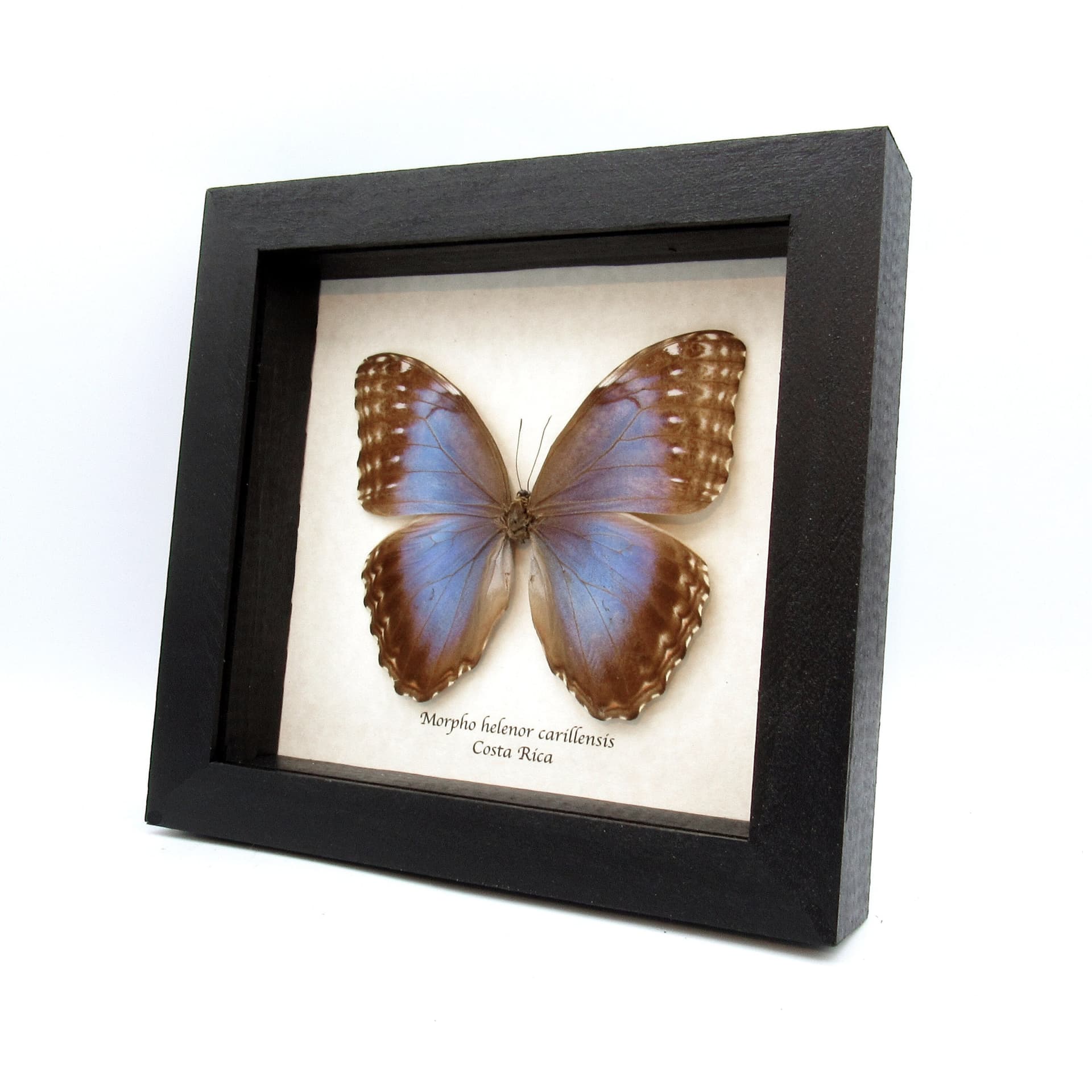 Real metallic blue butterfly framed taxidermy - Morpho helenor carillensis - female