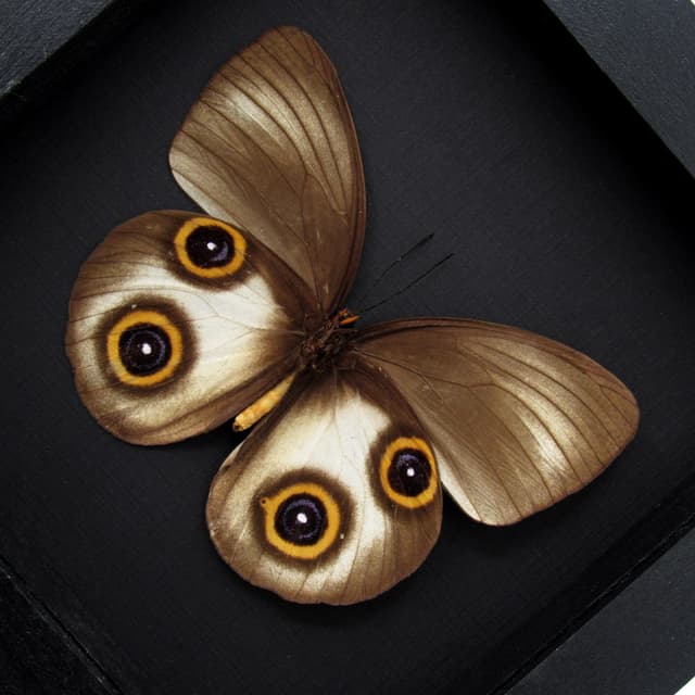 Real large Owl butterfly framed taxidermy - Taenaris urania - light form