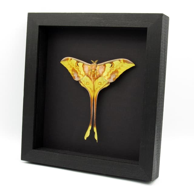 Giant Malaysian Moon moth framed taxidermy - Actias maenas - Victorian mount