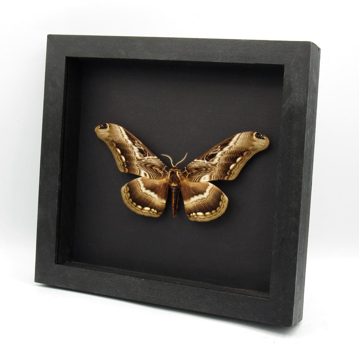Real Giant moth framed taxidermy - Dactyloceras lucina
