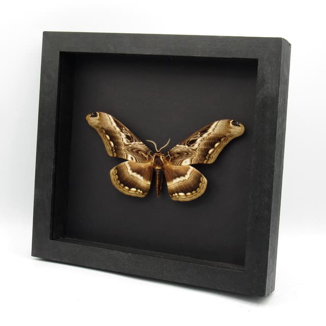 Real Giant moth framed taxidermy - Dactyloceras lucina