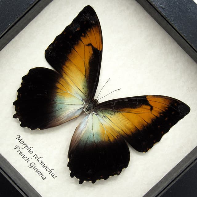 Real large framed Orange Morpho butterfly taxidermy - Morpho telemachus