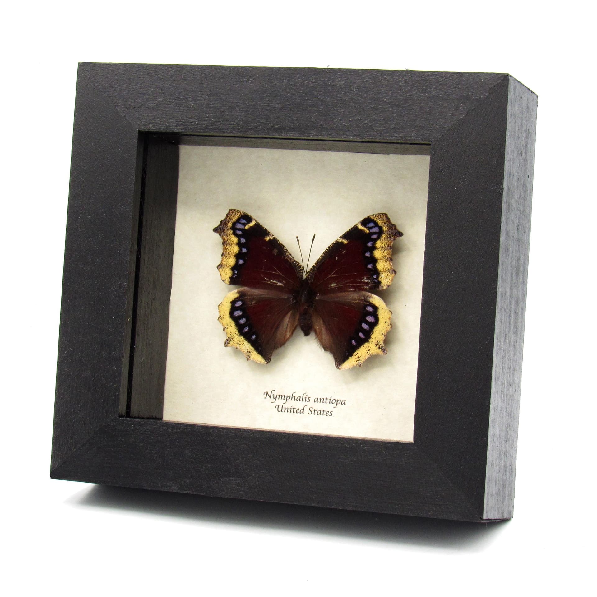 Real Mourning Cloak butterfly framed taxidermy - Nymphalis antiopa