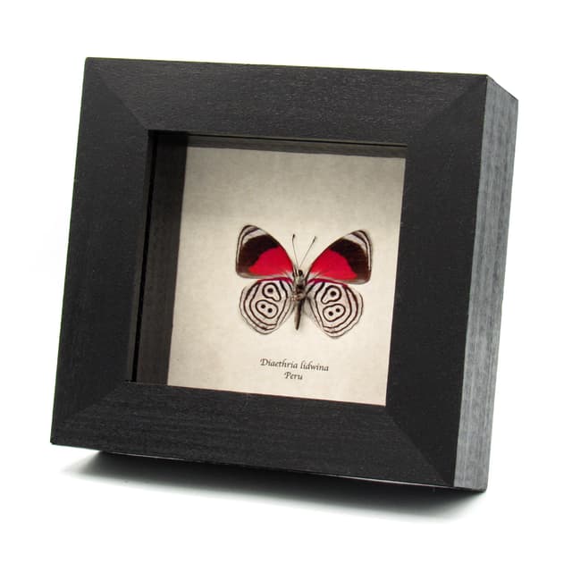 Real red Eighty-eight Butterfly framed taxidermy - Diaethria lidwina
