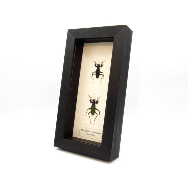 Real metallic framed mantis taxidermy - Metallyticus splendidus - M+F Pair