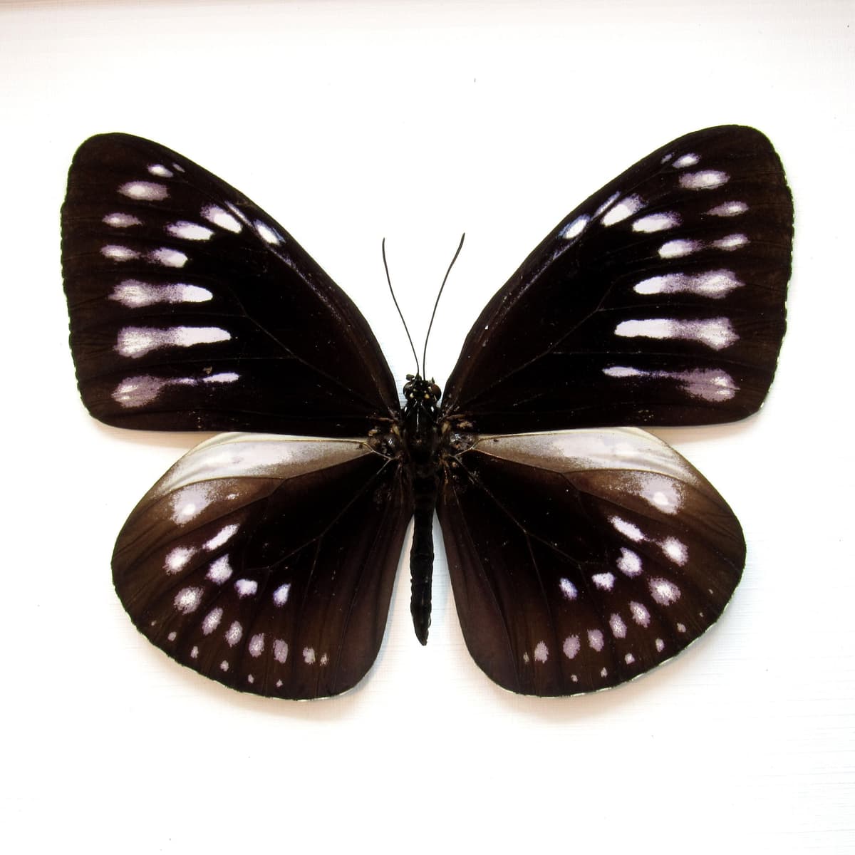 Real King Crow butterfly framed taxidermy - Euploea westwoodi bangkaiensis