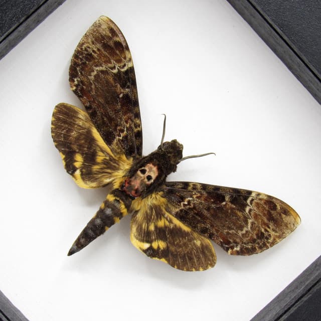 Real large Deaths Head Hawk moth framed taxidermy - Acherontia lachesis