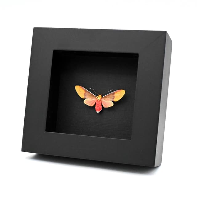 Real framed Tiger Moth taxidermy - Evius cochenouri - female