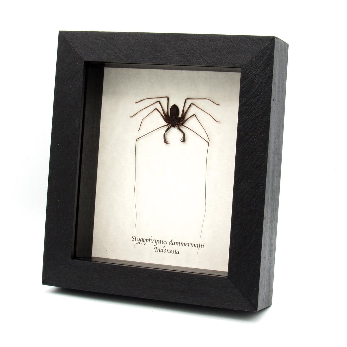 Real Whip Scorpion framed taxidermy - Stygophrynus dammermani