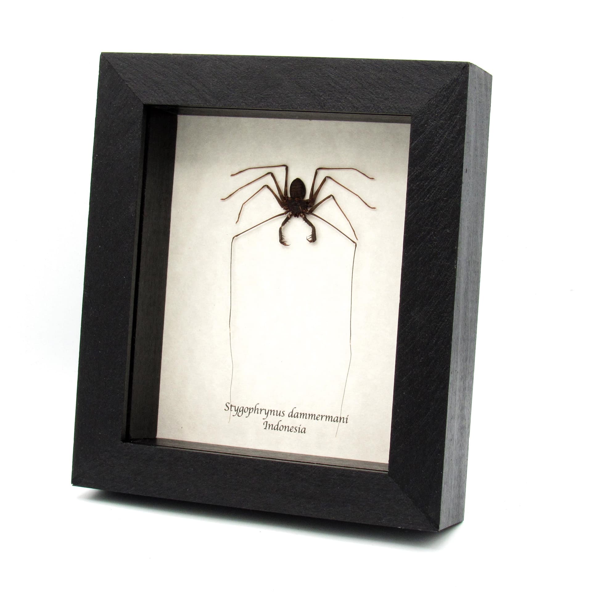 Real Whip Scorpion framed taxidermy - Stygophrynus dammermani