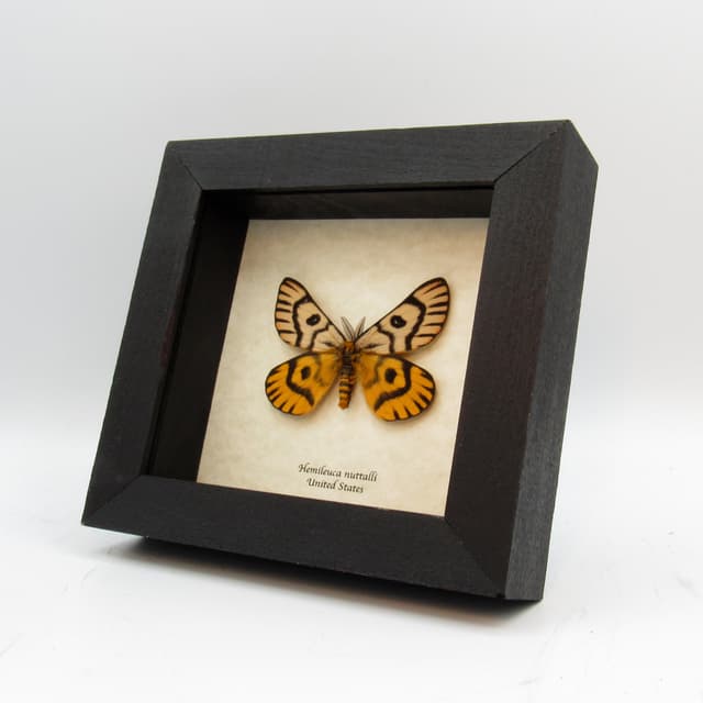 Real rare Sheep moth framed taxidermy - Hemileuca nuttalli