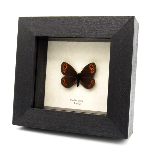 Real Satyr butterfly framed taxidermy - Erebia species