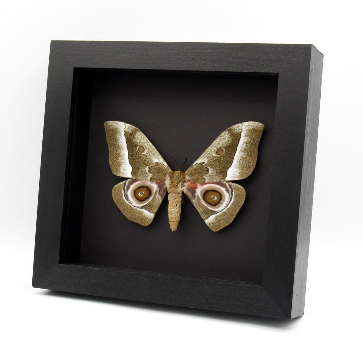 Real Saturn moth framed taxidermy - Gonimbrasia zambesina - female