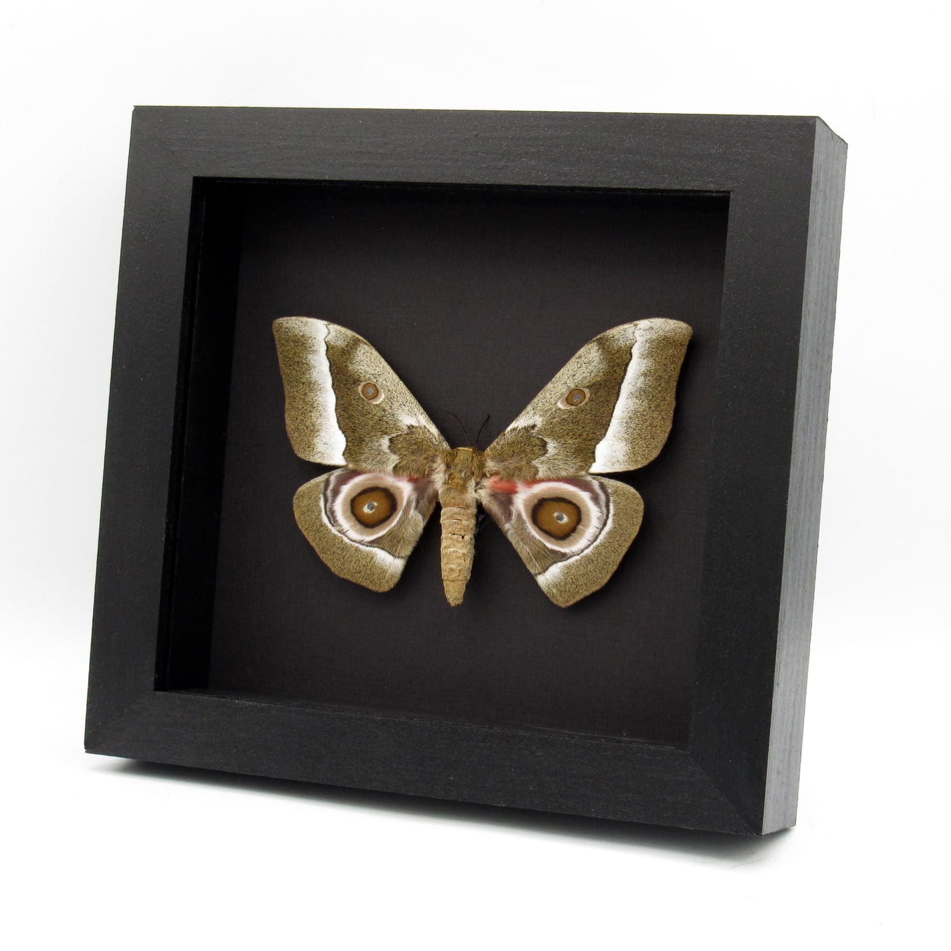 Real Saturn moth framed taxidermy - Gonimbrasia zambesina - female