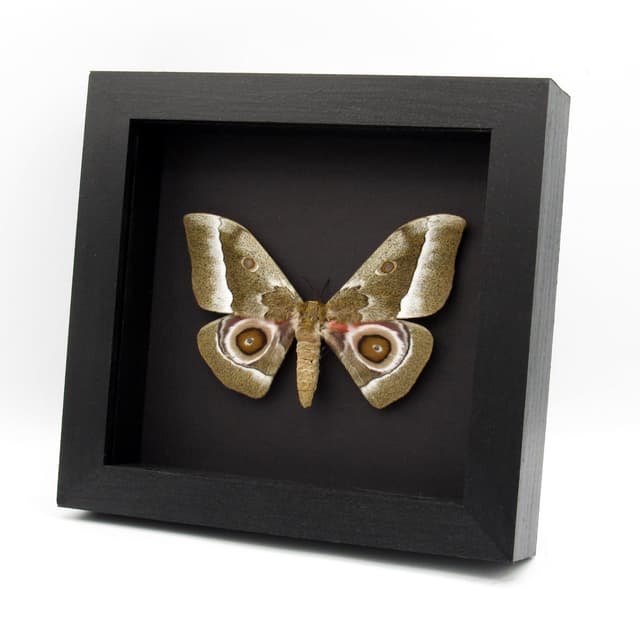 Real Saturn moth framed taxidermy - Gonimbrasia zambesina - female