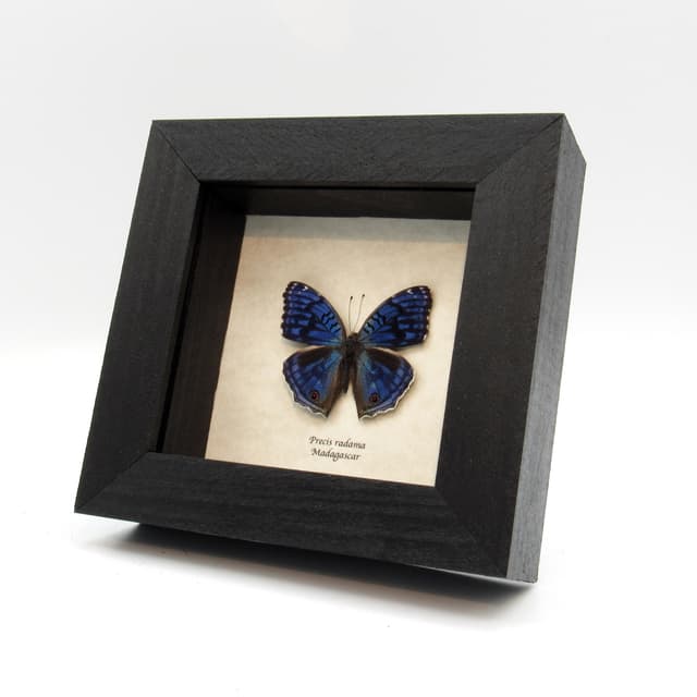 Real blue butterfly framed taxidermy - Junonia rhadama