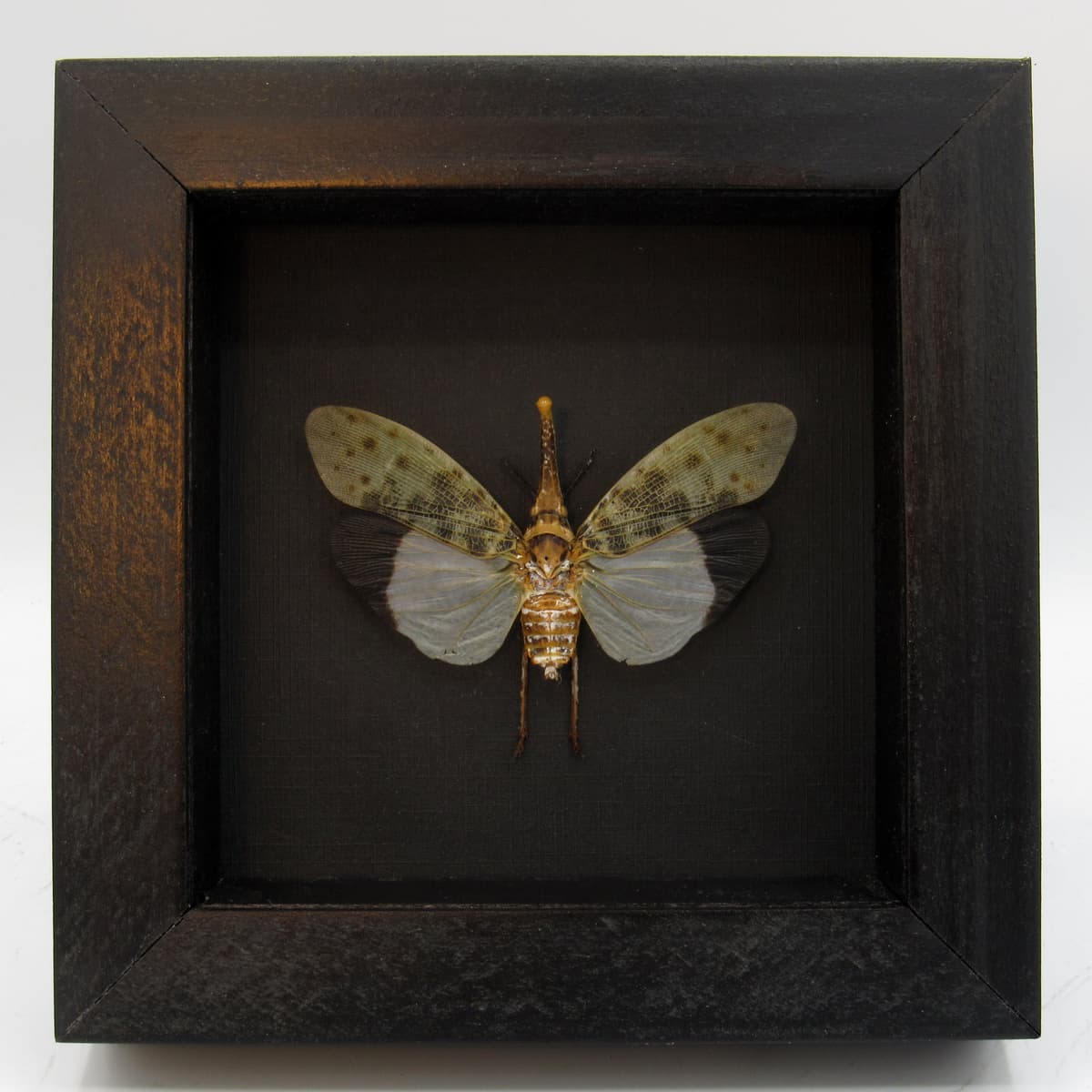 Real White Lanternfly framed taxidermy - Pyrops astarte