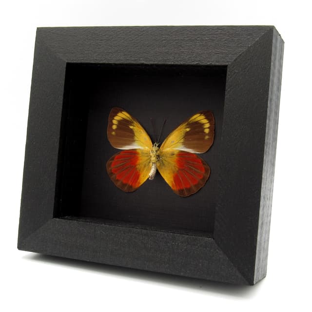 Real red Delias butterfly framed taxidermy - Delias caeneus - female