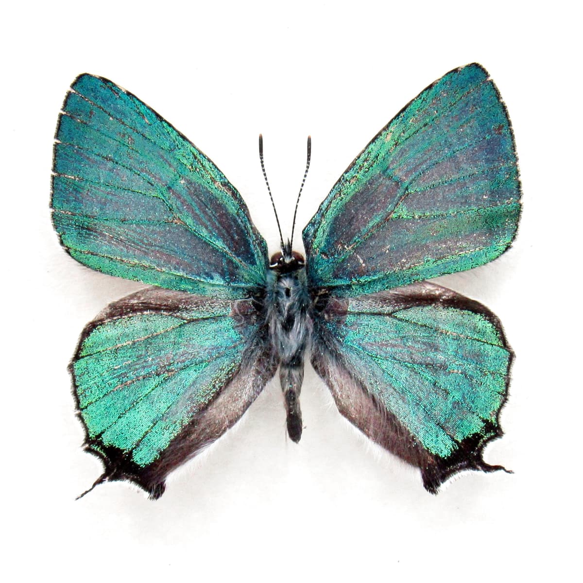 Rare iridescent green Hairstreak butterfly framed taxidermy - Favonius orientalis