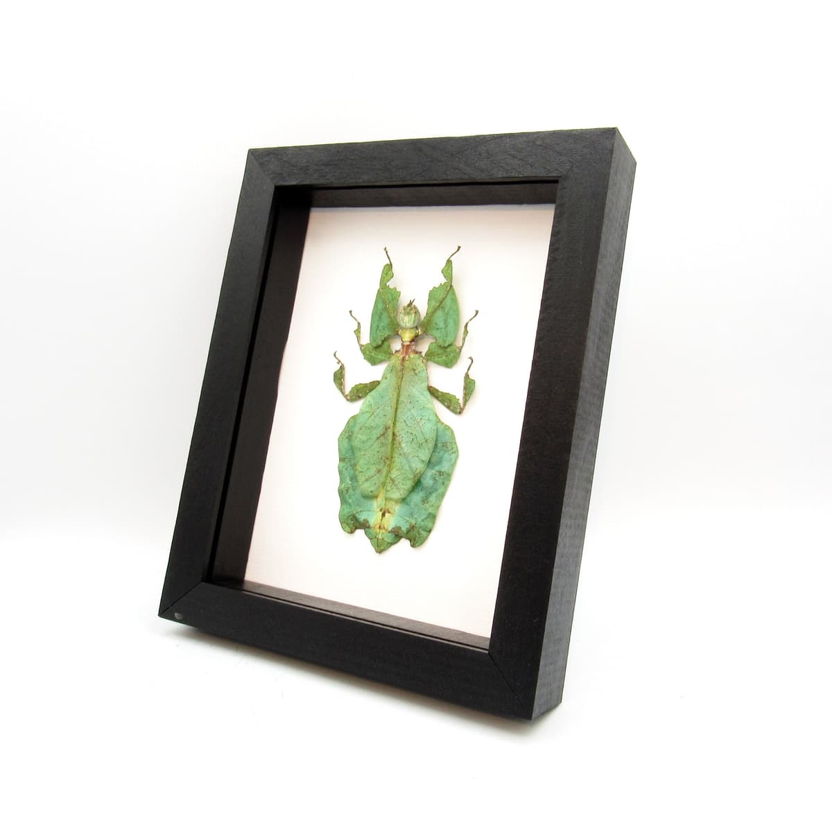 Worlds largest Walking Leaf insect framed taxidermy - Phyllium giganteum - female