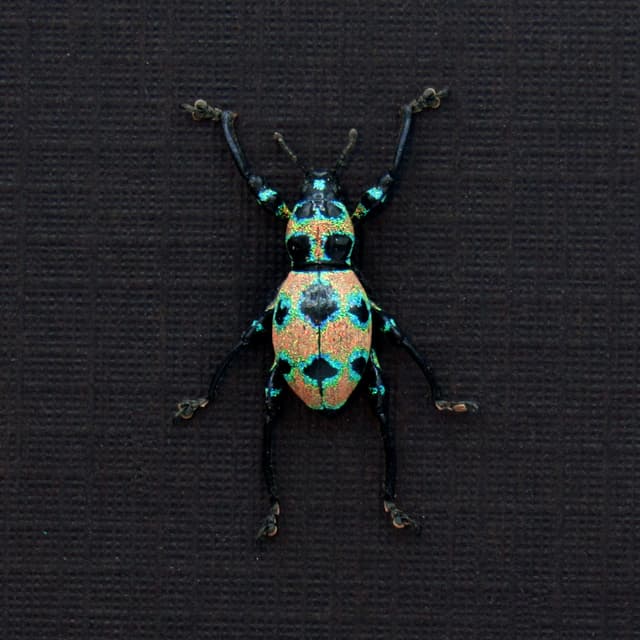 WEEVIL MANIA!  Rare pink Glitter Weevil beetle framed taxidermy - Pachyrhynchus orbifer